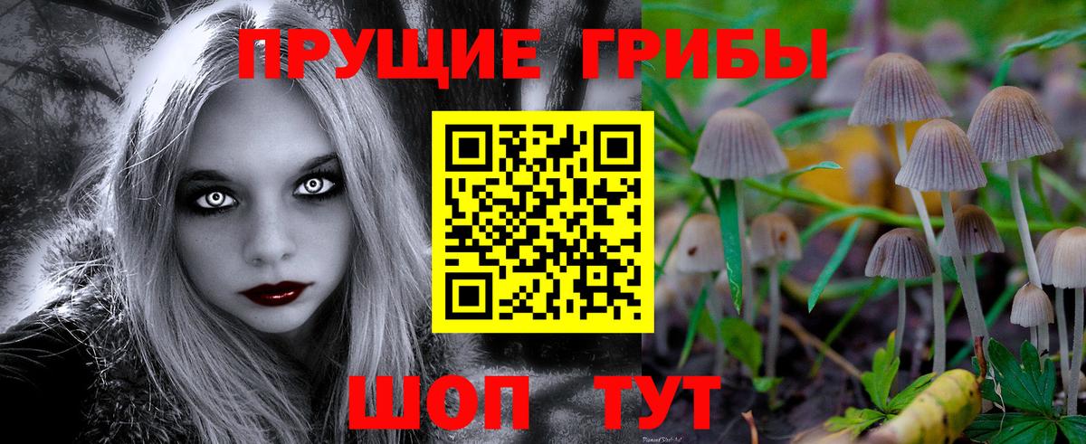Псилоцибиновые грибы Cubensis Звенигород